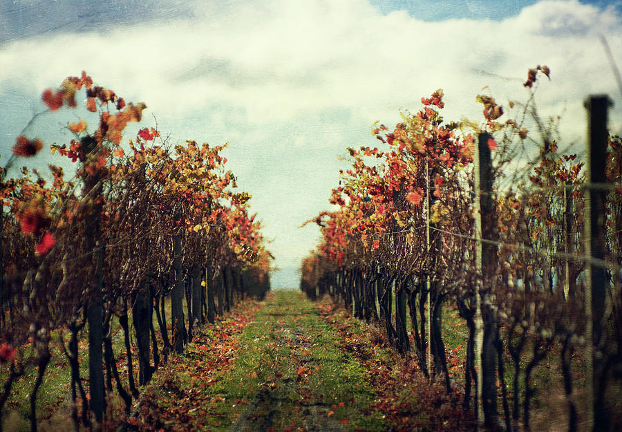 Vineyard Photograph by Jill Ferry