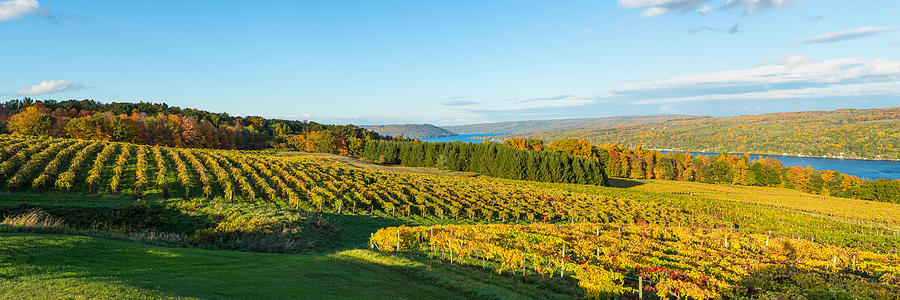 Vineyard, Keuka Lake, Finger Lakes, New Photograph by Panoramic Images