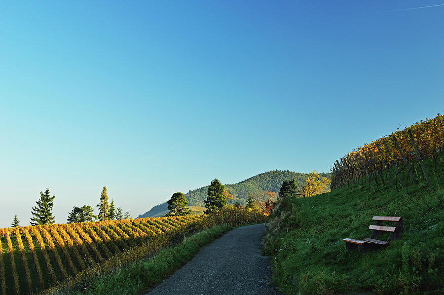 Vineyard Landscape Photograph by Jochen Schlenker