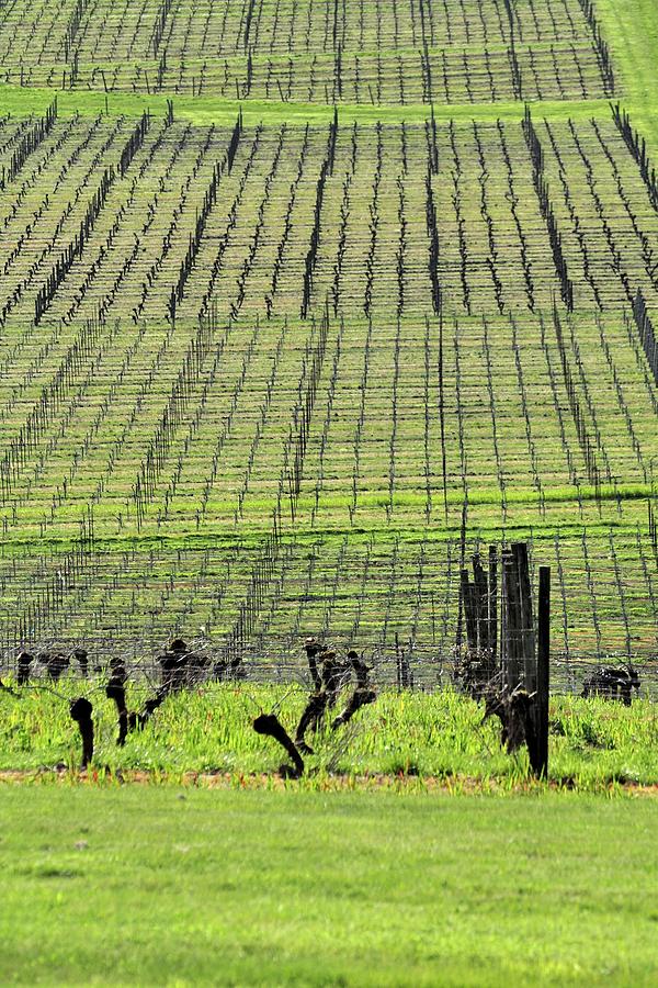 Vineyard Lines 23036 Photograph by Jerry Sodorff