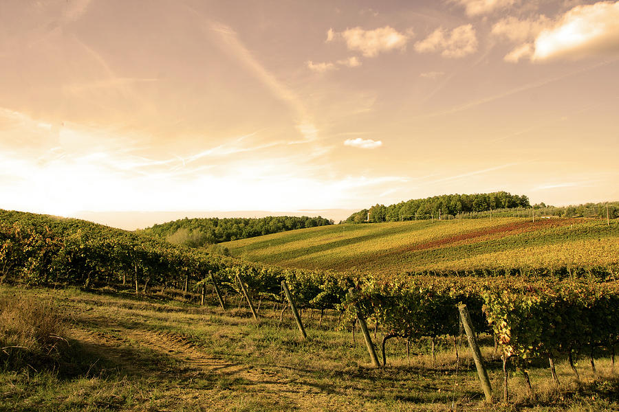 Vineyard Photograph by Marcomarchi