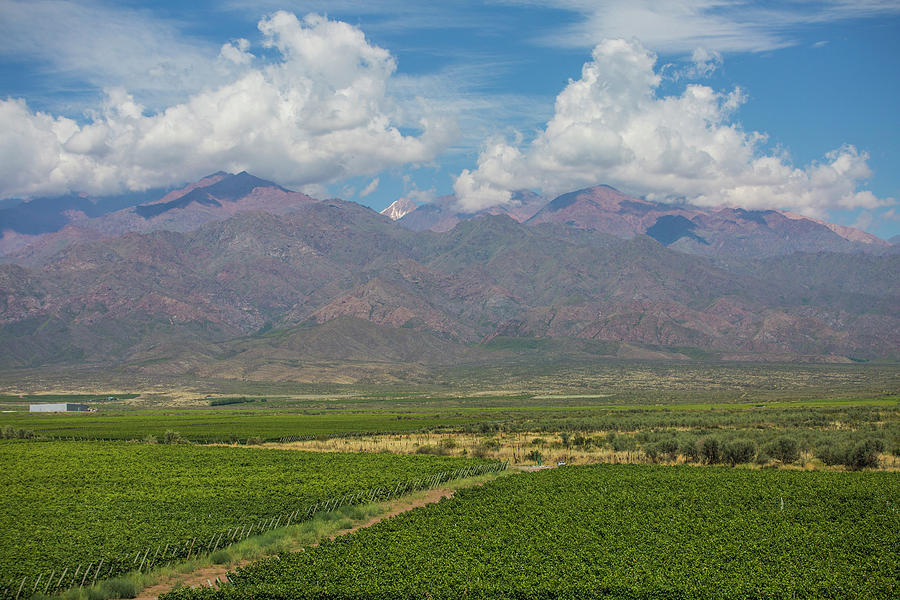 Grape Photograph - Vineyard, Mendoza, Argentina by Tim Martin