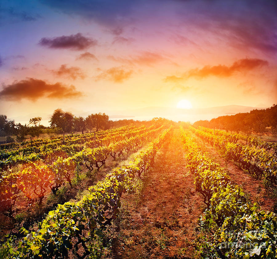 Vineyard Photograph By Mythja Photography - Fine Art America