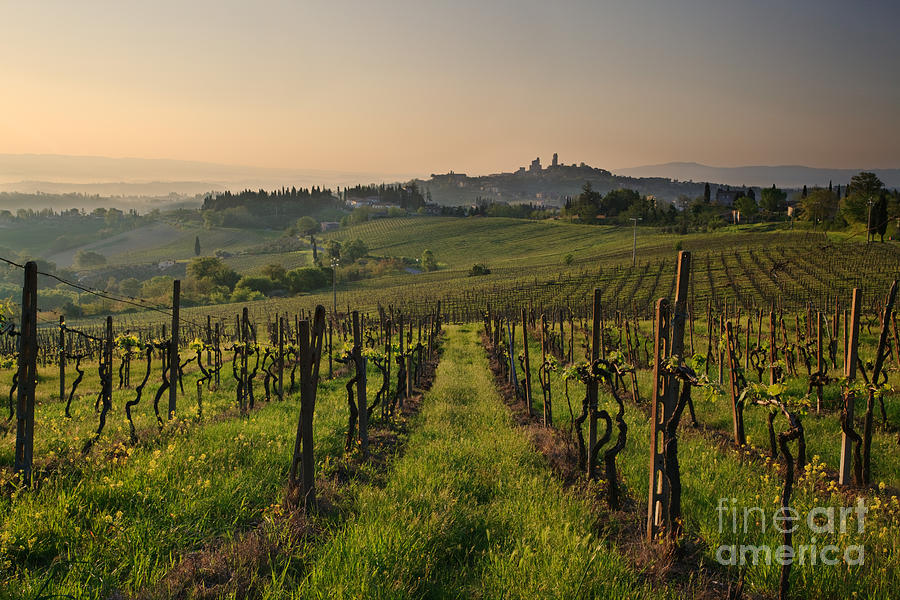 Vineyard near San Gimignano Tuscany Italy Photograph by Matteo Colombo