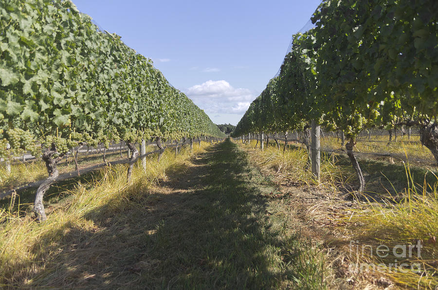 Vineyard No.1 Photograph by Scott Evers