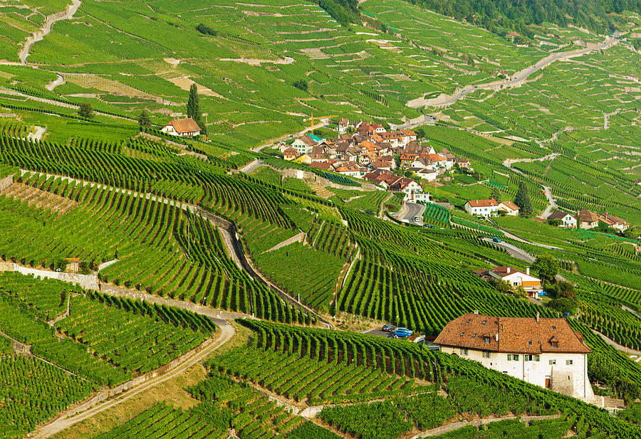 Vineyard Of Villette by Xenotar