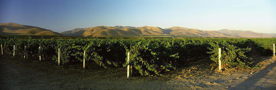 Nature Photograph - Vineyard On A Landscape, Santa Ynez by Panoramic Images