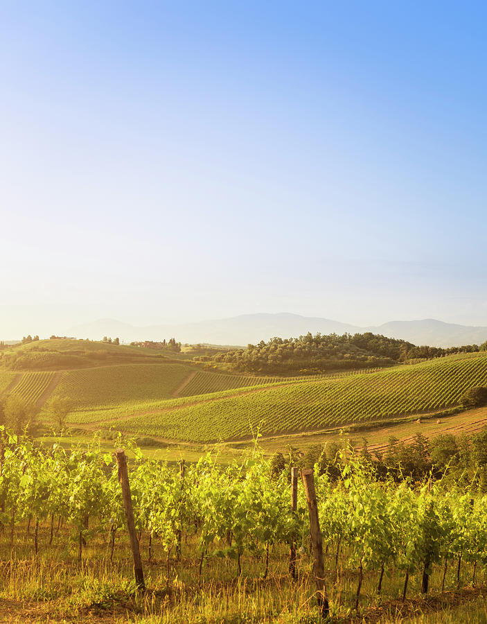 Vineyard On Chianti Region Hills - Italy Photograph by Franckreporter