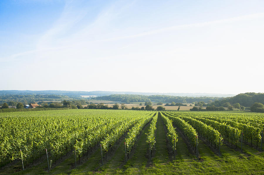 Vineyard on rural hillside Photograph by Jacobs Stock Photography Ltd