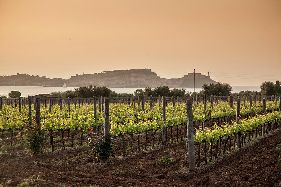 Vineyard, Portoferraio, Elba Island Photograph by Cultura Rf/walter Zerla