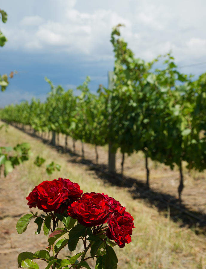 Vineyard Rose Photograph by Kent Nancollas