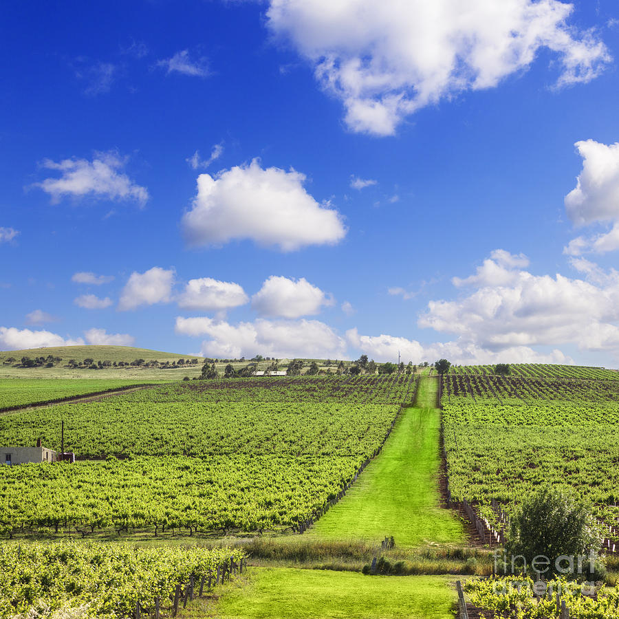 Landscape Photograph - Vineyard South Australia Square by Colin and Linda McKie