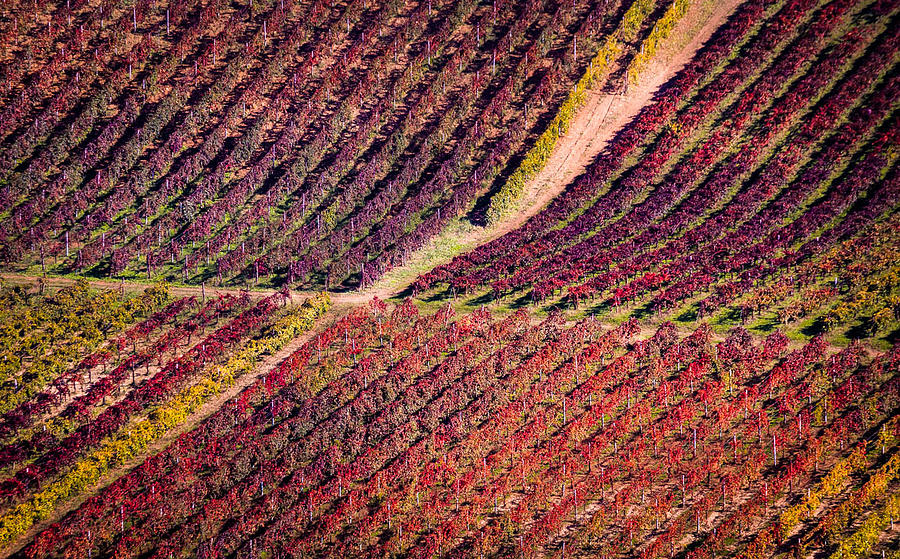 Vineyard Photograph by Stefano Termanini