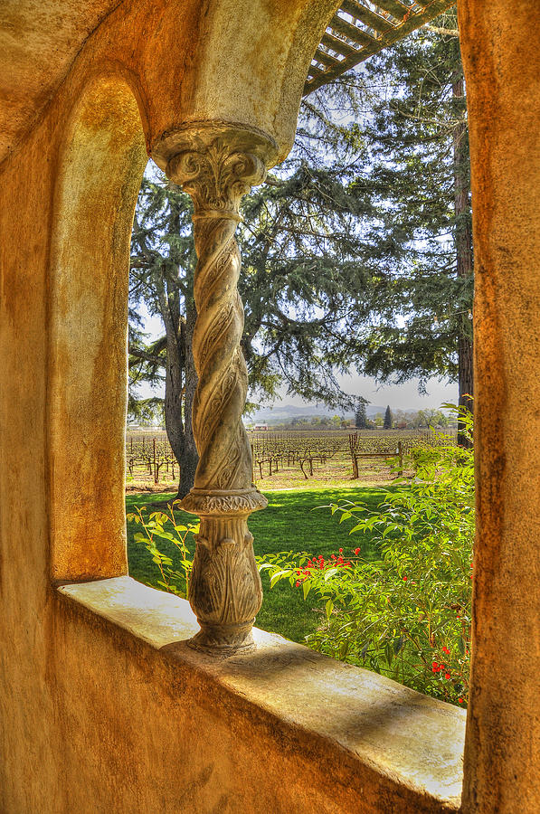 Vineyard View Photograph by Wendy Elliott