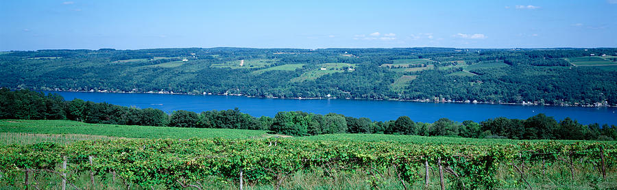 Vineyard With A Lake In The Background Photograph by Panoramic Images