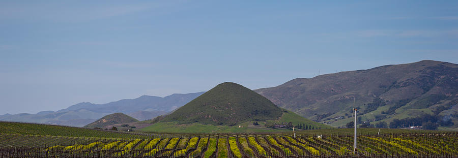 Nature Photograph - Vineyard With A Mountain Range by Panoramic Images