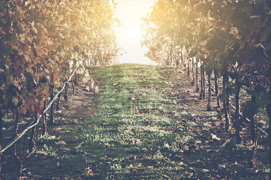 Vineyard with Blue Sky in Autumn with Vintage Film Style Filter Photograph by Brandon Bourdages
