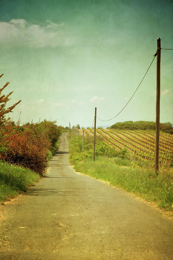 Vineyard With Telephone Polled At Road Photograph by Paul Grand Image Vineyard With Telephone Polled At Road Photograph by Paul Grand Image
