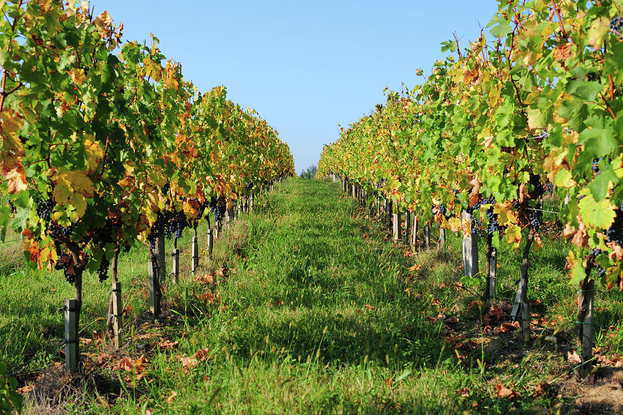 Vineyard - Xlarge Photograph by Phototalk