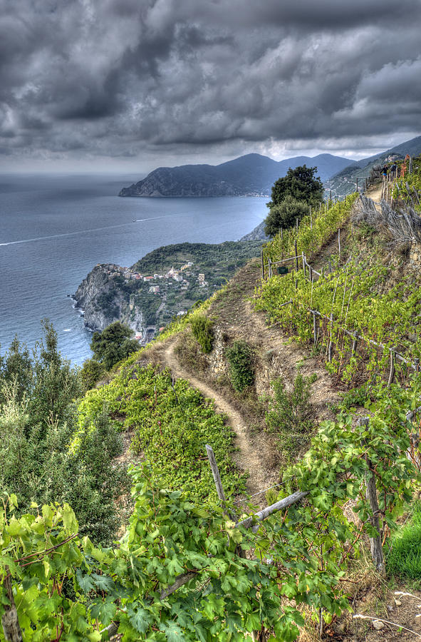 Vineyards above Cinque Terre 1 Photograph by Matt Swinden