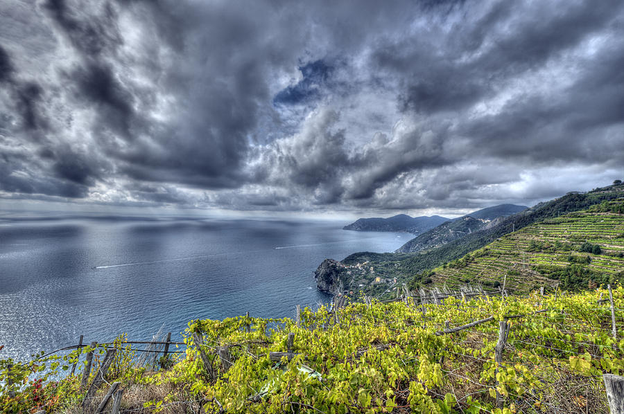 Vineyards above Cinque Terre Photograph by Matt Swinden