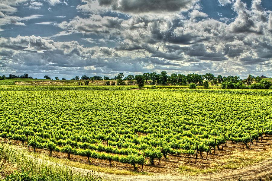 Vineyards Almost Ripe Photograph by SC Heffner
