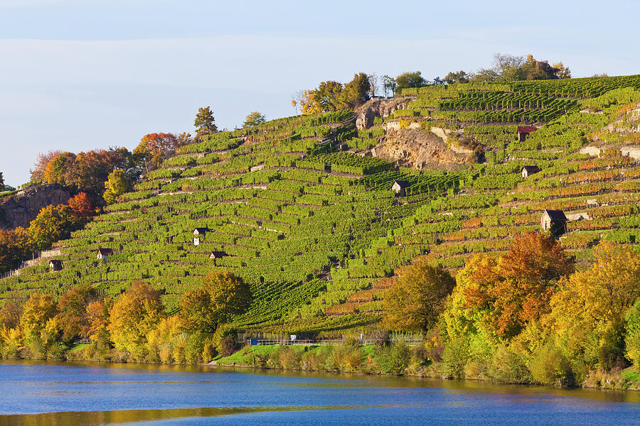 Vineyards Along Neckar River In Photograph by Werner Dieterich