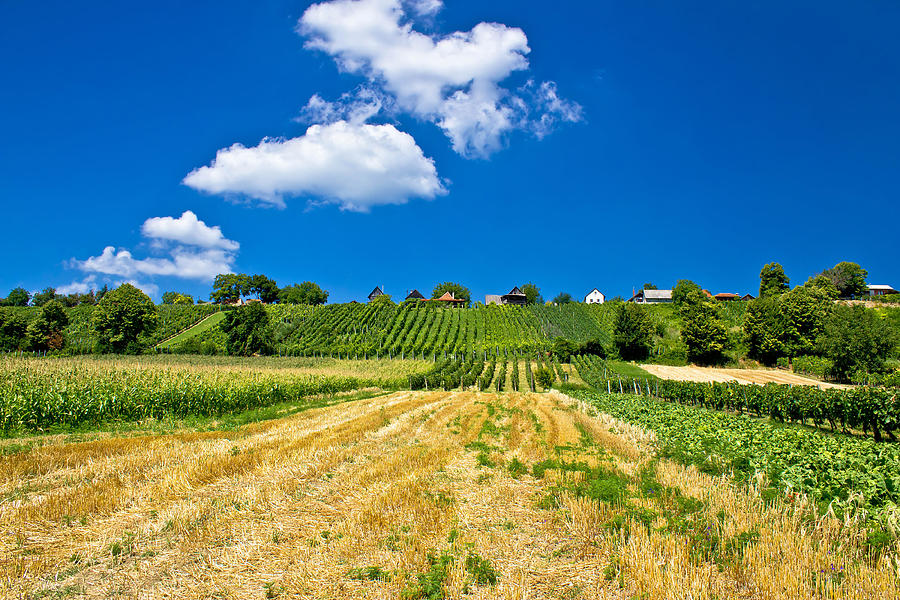 Vineyards and traditional cottages on green hill Photograph by Brch Photography