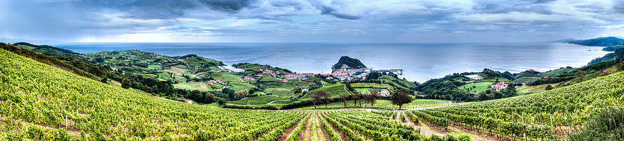 Vineyards by the Sea Photograph by Weston Westmoreland