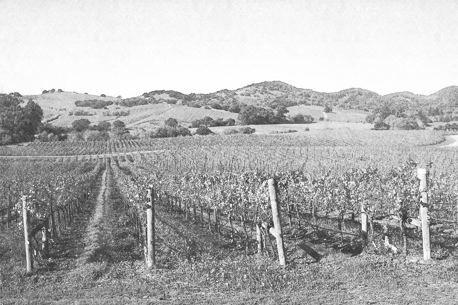 Vineyards Photograph by Frank Wilson