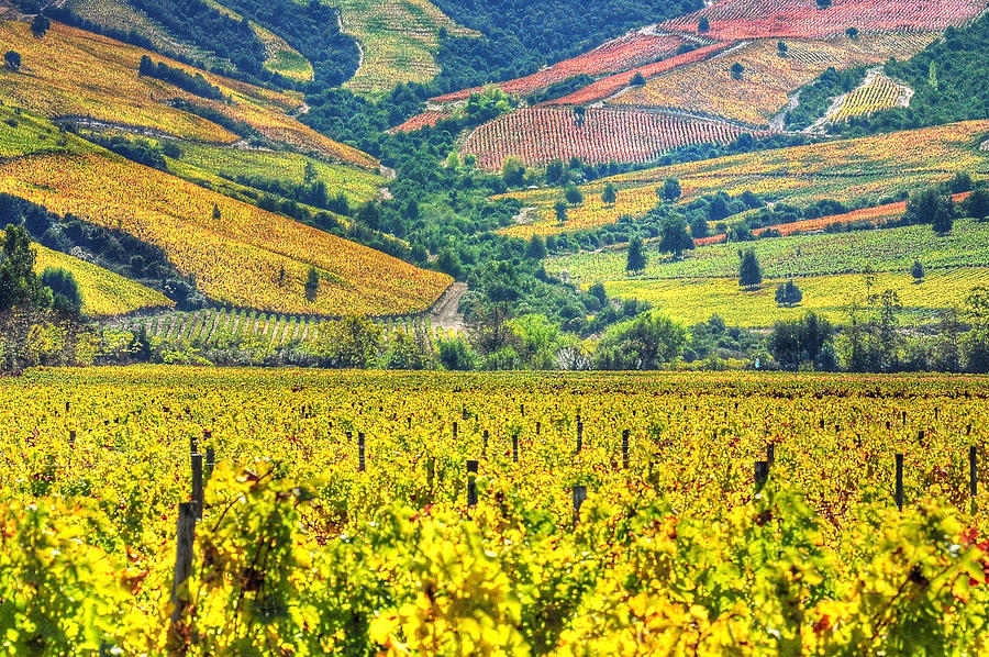 Vineyards  Hdr - Valle Colchagua Photograph by Jorge Leon Cabello