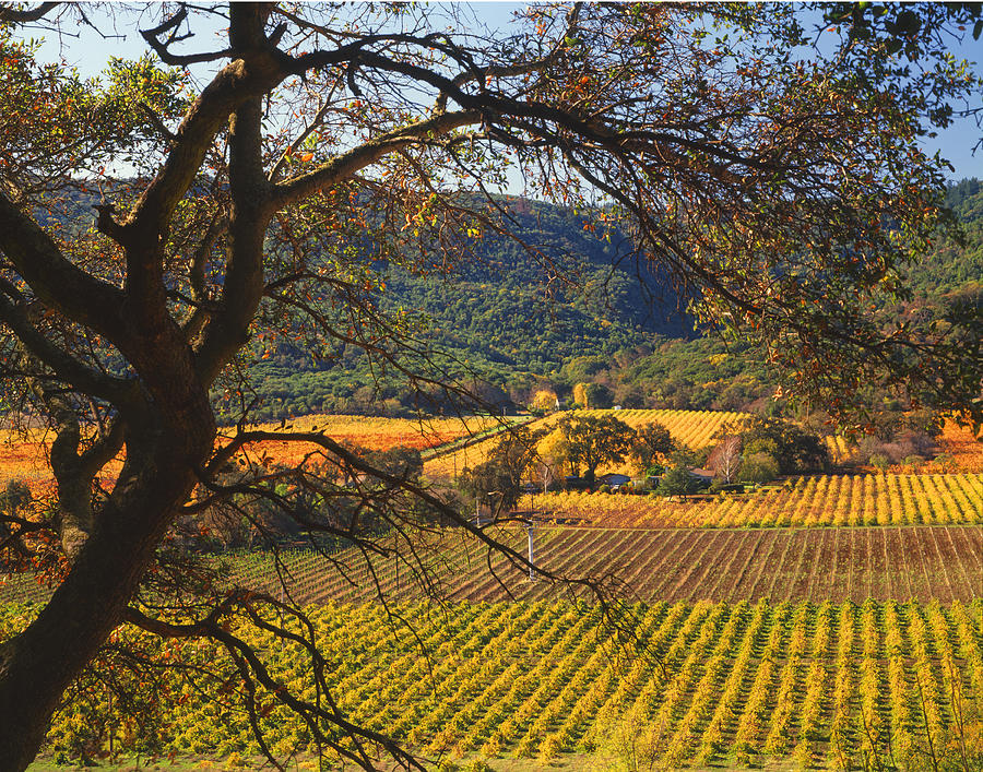 4B6387-Vineyards in Autumn Photograph by Ed  Cooper Photography