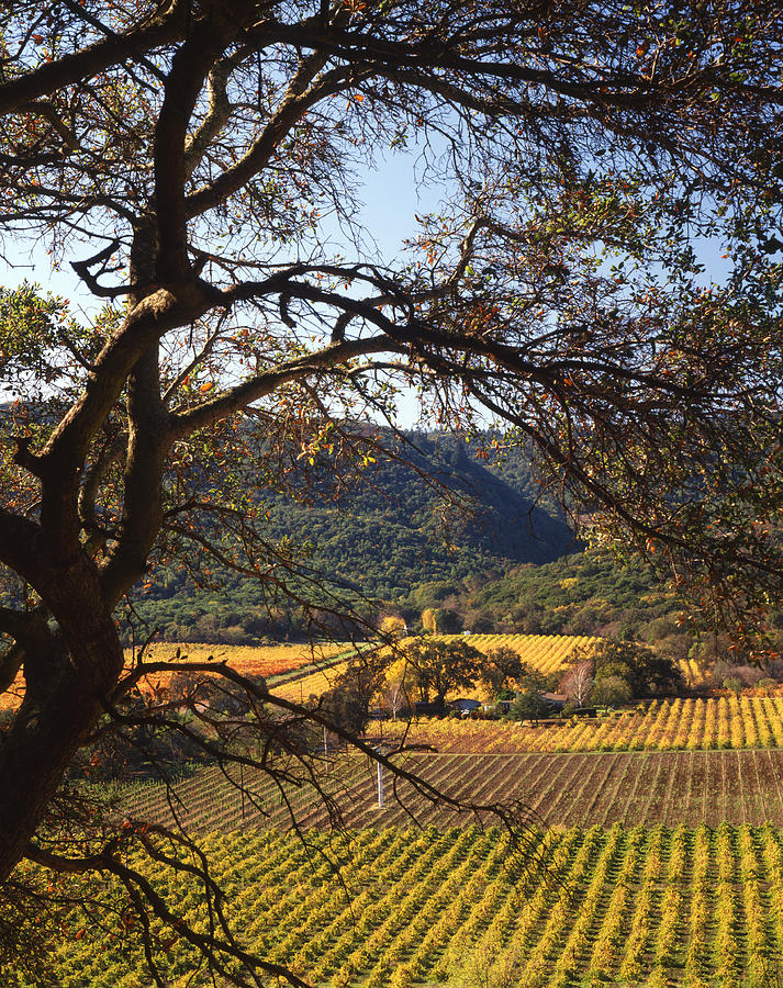 4B6388-Vineyards in Autumn V Photograph by Ed  Cooper Photography