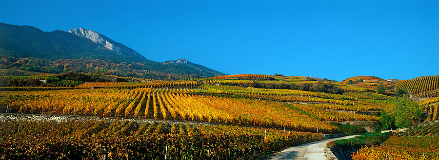 Nature Photograph - Vineyards In Autumn, Valais Canton by Panoramic Images
