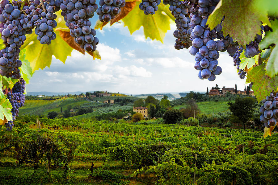 Italy Photograph - Vineyards in San Gimignano Italy by Good Focused