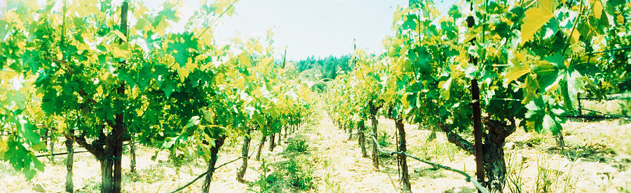 Vineyards In Spring, Napa Valley Photograph by Panoramic Images