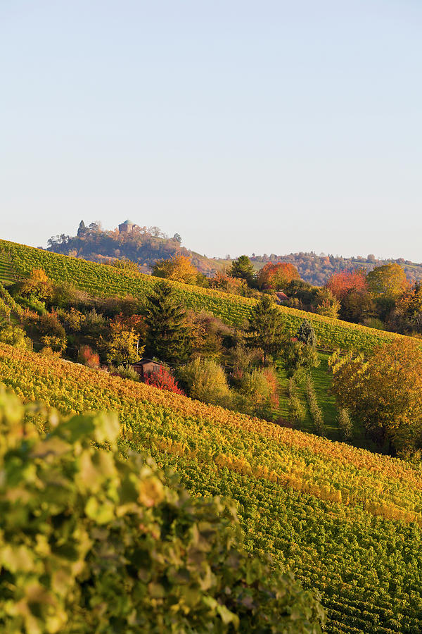 Vineyards In Stuttgart, Germany Photograph by Werner Dieterich