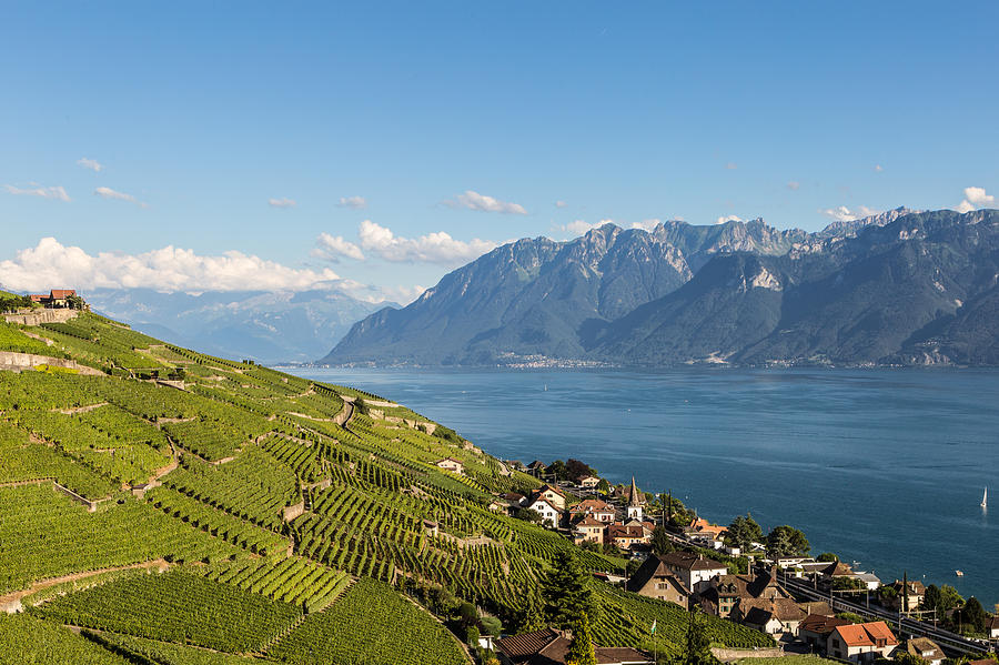 Vineyards in the famous Lavaux aera by lake Geneva in Switzerland Photograph by @ Didier Marti