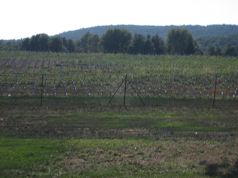 Wine Photograph - Vineyards in VA - 121255 by DC Photographer