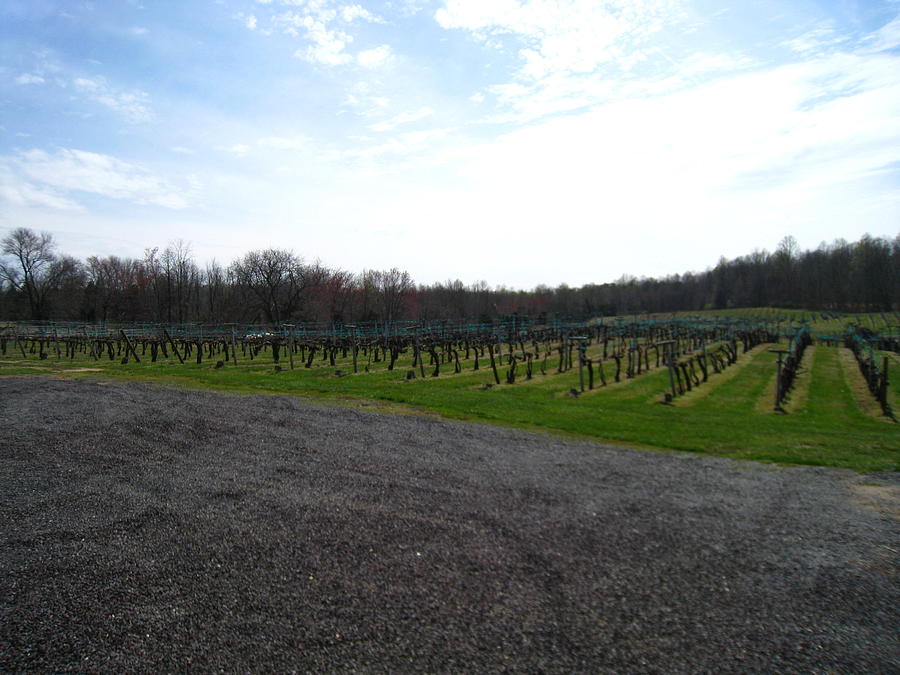Wine Photograph - Vineyards in VA - 121267 by DC Photographer
