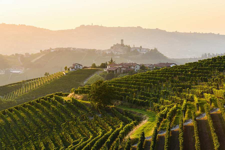 Vineyards landscape at sunset, Langhe-Roero wine region, Italy. Unesco site Photograph by © Marco Bottigelli