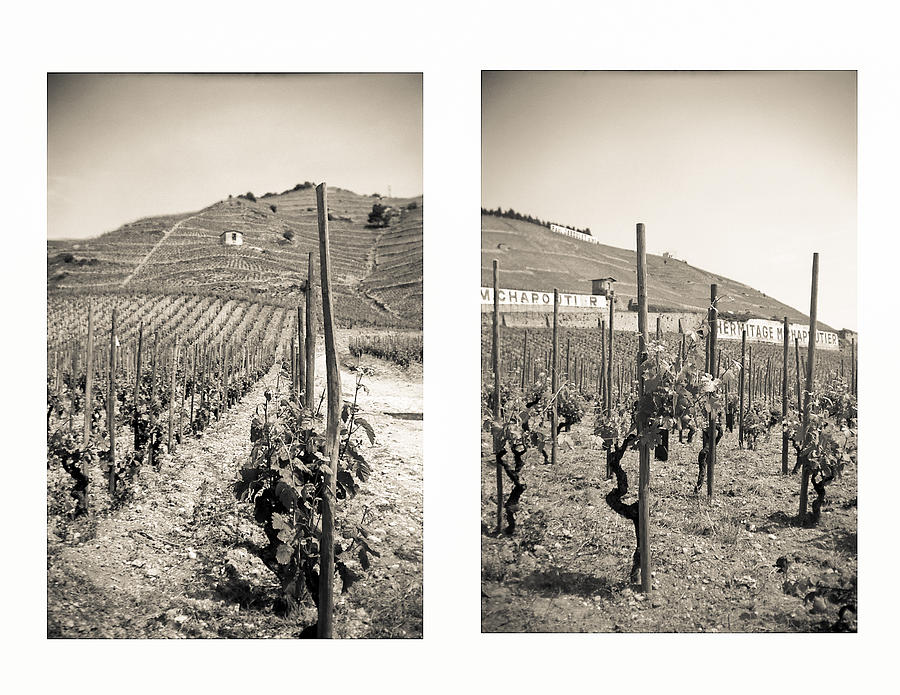 Vineyards Photograph by Matthew Pace