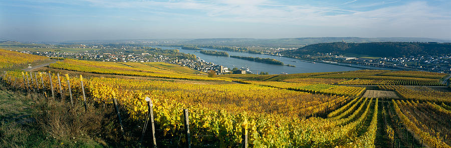 Vineyards Near A Town, Rudesheim Photograph by Panoramic Images