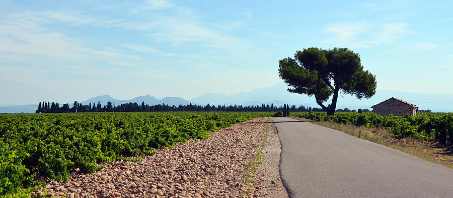 Vineyards of Chateauneuf du Pape Photograph by Carla Parris