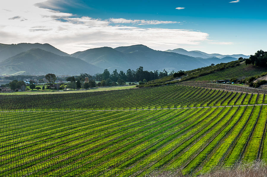 Vineyards Photograph by Paul Johnson