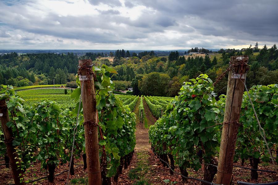 Vineyards Stretching Down the Valley and the Willamette Countryside Valley Beyond Photograph by Mark C Stevens