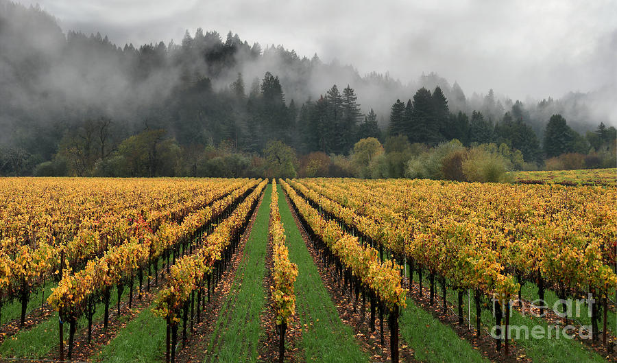 Vineyard Russian River Wine Country Sonoma County California Photograph by Wernher Krutein