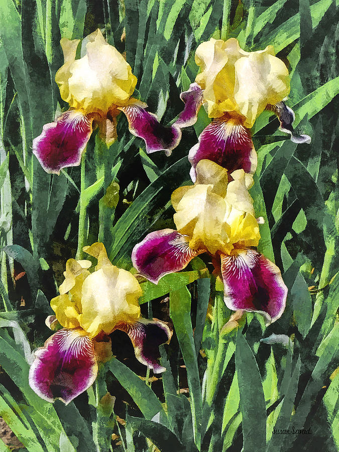 Vingolf Iris Photograph by Susan Savad