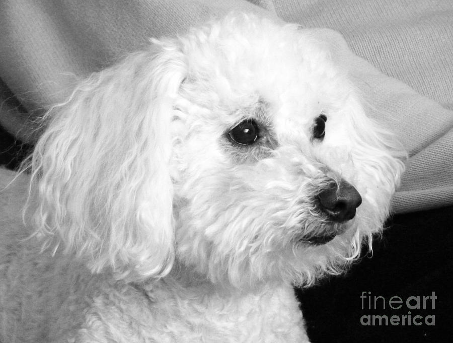 Vinny Profile Photograph by Jean Wright