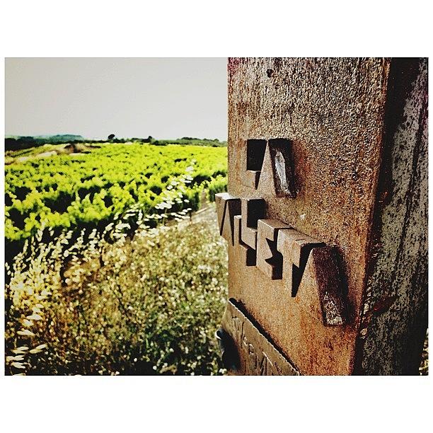 Instagram Photograph - #vinsdeltros #vi #vino #vins #vinho by Joan Ramon Bada